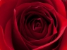 Red Rose